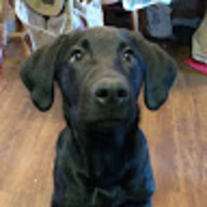 Meet your Posher, Brittani